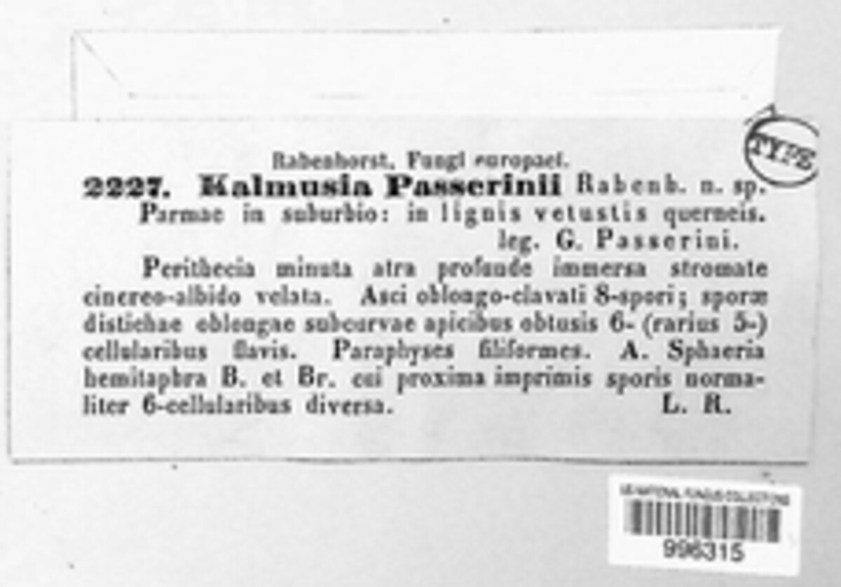 Kalmusia passerinii image